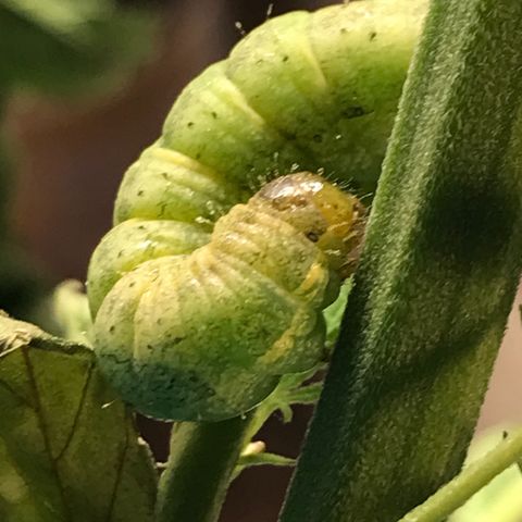 Hollands Hope  #2 growlog timeline photo