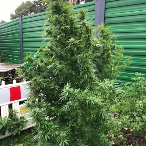 Hollands Hope  #1 growlog timeline photo