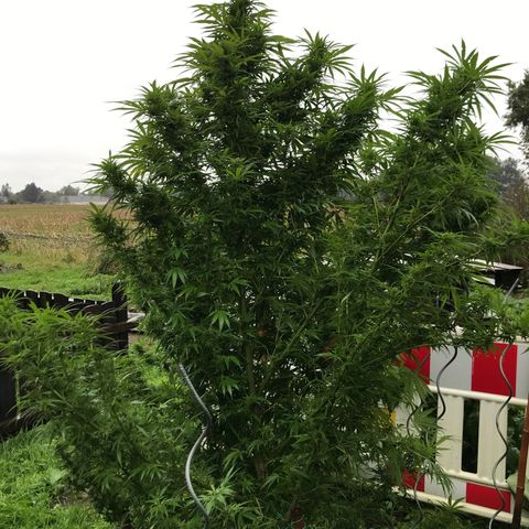 Hollands Hope  #1 growlog timeline photo