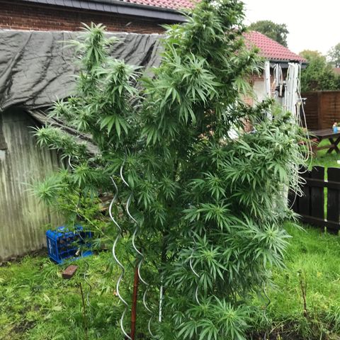 Hollands Hope  #1 growlog timeline photo