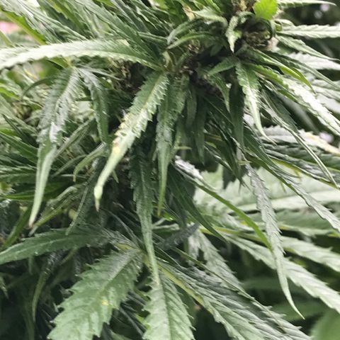 Hollands Hope  #1 growlog timeline photo