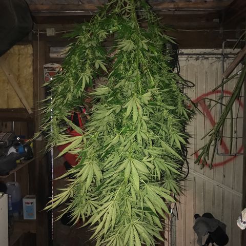 Hollands Hope  #1 growlog timeline photo