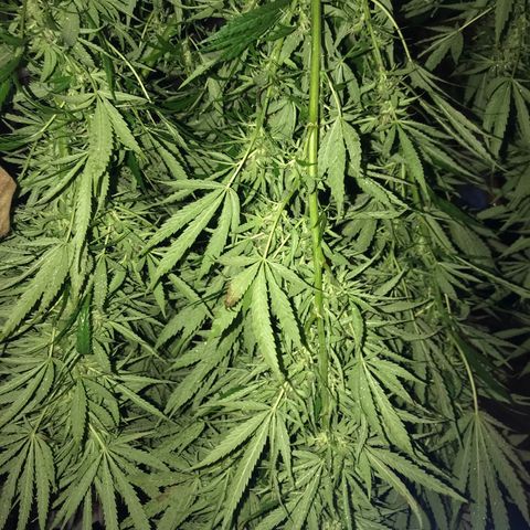Hollands Hope  #1 growlog timeline photo
