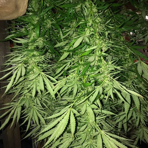 Hollands Hope  #1 growlog timeline photo