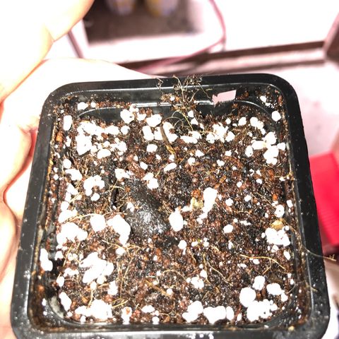 White Runtz  #1 growlog timeline photo