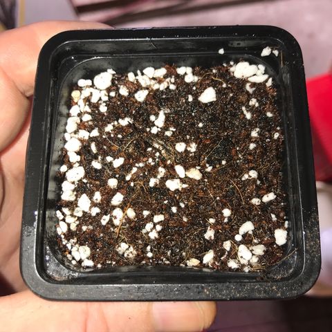 White Runtz  #1 growlog timeline photo