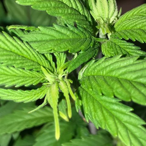 Royal Skywalker  #3 growlog timeline photo