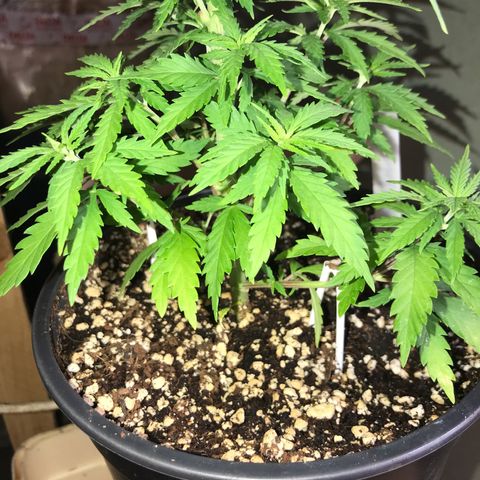 Royal Skywalker  #1 growlog timeline photo