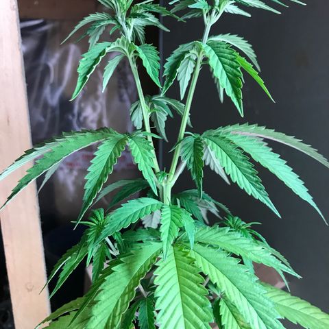 Royal Biscotti  #3 growlog timeline photo