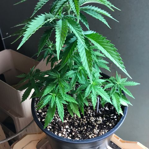 Royal Skywalker  #1 growlog timeline photo