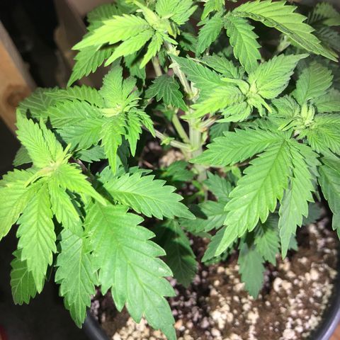 Royal Apple Fritter #2 growlog timeline photo