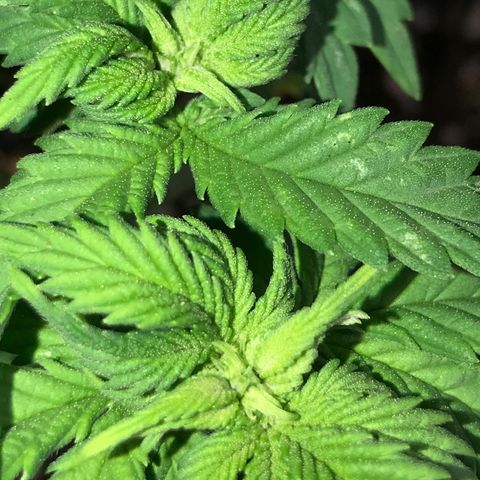 Royal Apple Fritter #3 growlog timeline photo