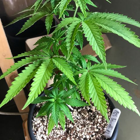 Royal Biscotti  #2 growlog timeline photo