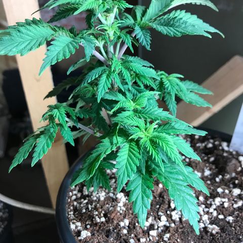 Royal Apple Fritter #3 growlog timeline photo