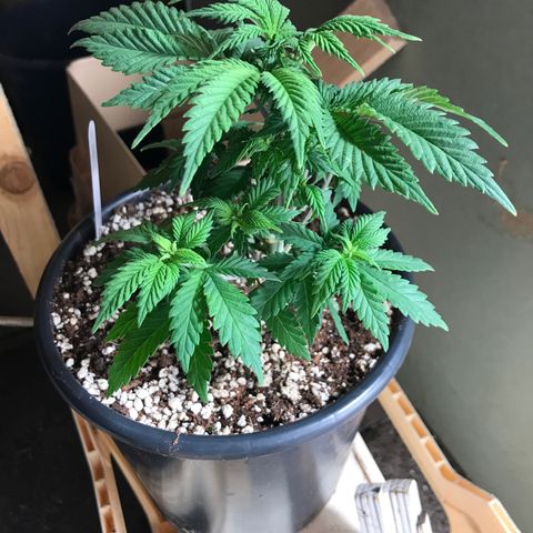 Royal Apple Fritter #3 growlog timeline photo