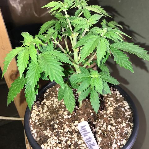 Royal Apple Fritter #2 growlog timeline photo
