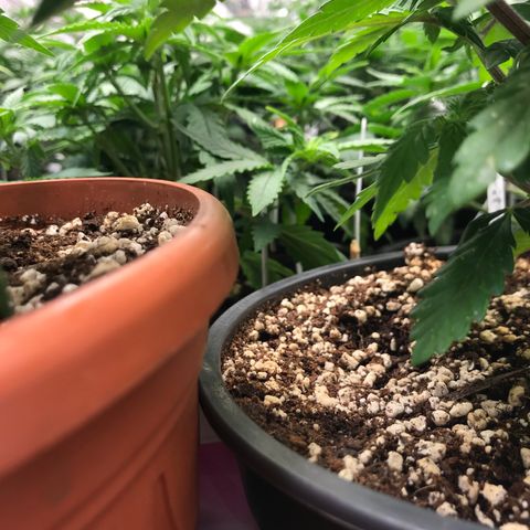Do- Si- Dos #3 growlog timeline photo