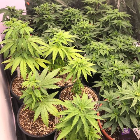 Do- Si- Dos #3 growlog timeline photo