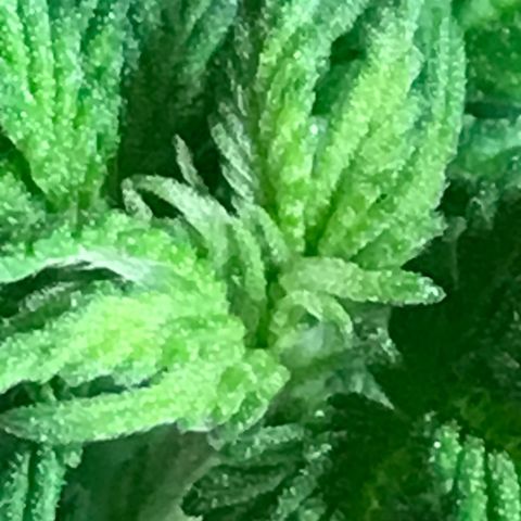 Royal Apple Fritter #2 growlog timeline photo