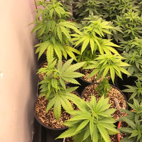 Do- Si- Dos #3 growlog timeline photo