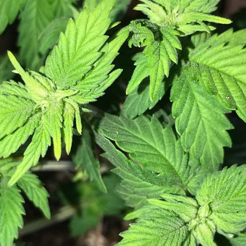Royal Apple Fritter #2 growlog timeline photo