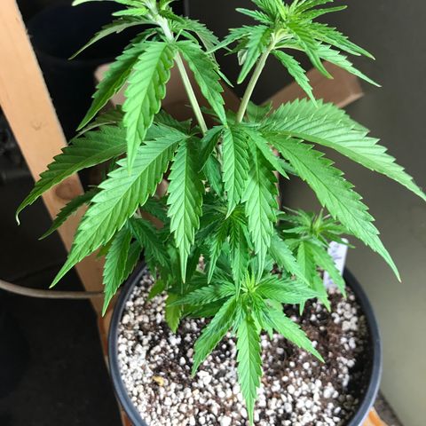 Royal Gushers #1 growlog timeline photo