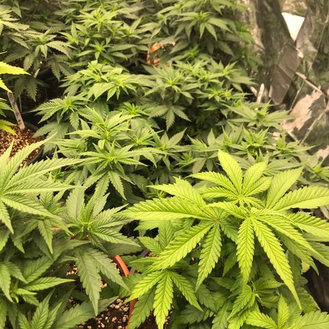 Do- Si- Dos #3 growlog timeline photo