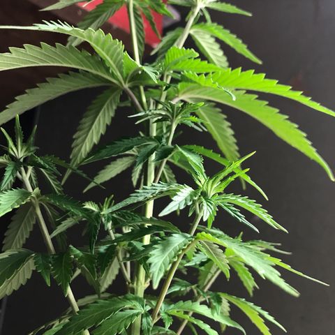 Royal Gushers #1 growlog timeline photo