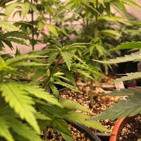 Do- Si- Dos #3 growlog timeline photo
