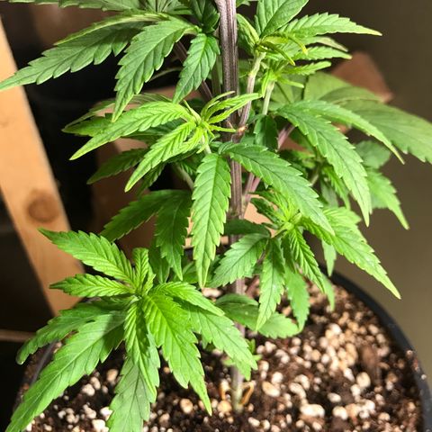 Royal Skywalker  #3 growlog timeline photo
