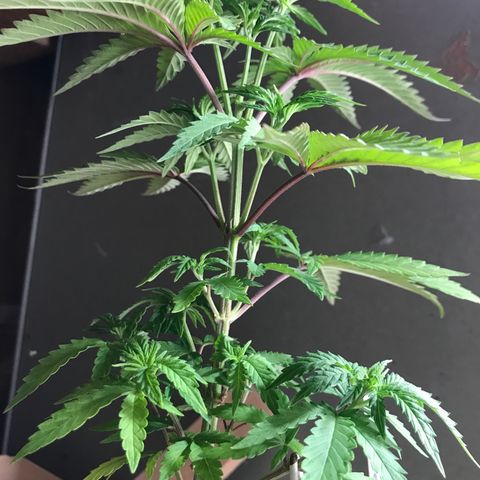 Royal Biscotti  #2 growlog timeline photo