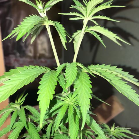 Royal Gushers #1 growlog timeline photo