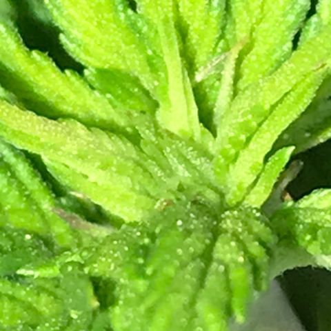 Royal Biscotti  #3 growlog timeline photo
