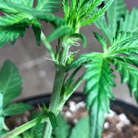 Purple Haze #1 growlog timeline photo