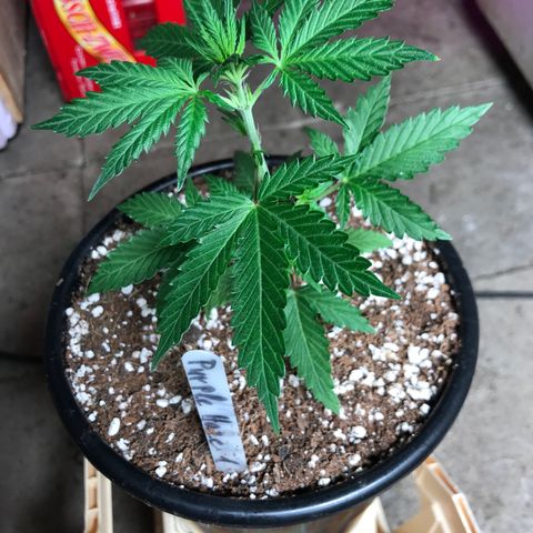Purple Haze #1 growlog timeline photo