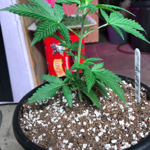 Purple Haze #1 growlog timeline photo