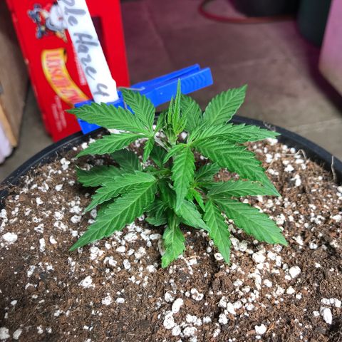 Purple Haze #4 growlog timeline photo
