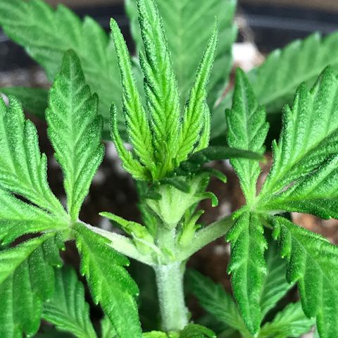 Purple Haze #4 growlog timeline photo