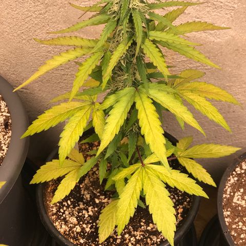 Titan F1 #1 growlog timeline photo