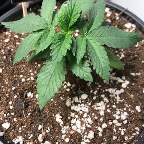 Special Queen #1 growlog timeline photo