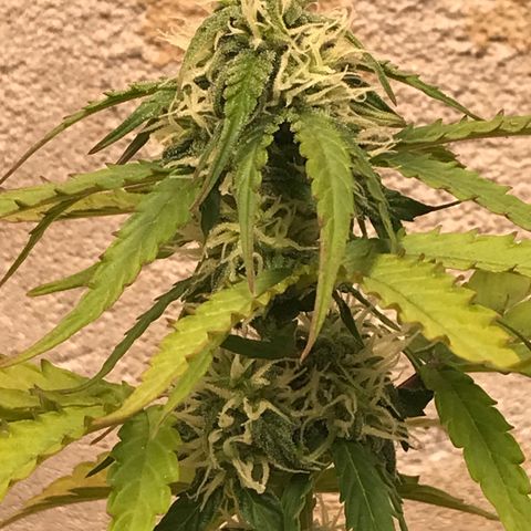 Titan F1 #1 growlog timeline photo