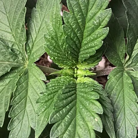 Special Queen #1 growlog timeline photo