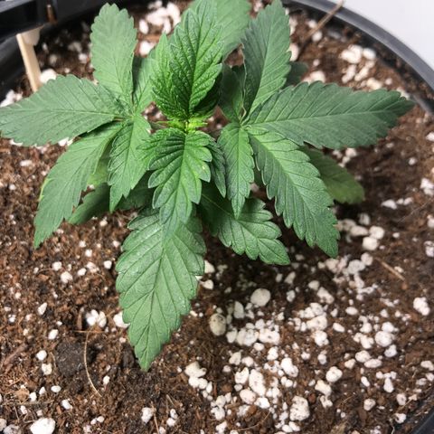 Special Queen #1 growlog timeline photo