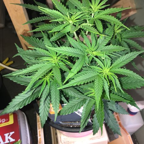 Sweet Lemon Ak #1 growlog photo: Vor dem Entlauben 