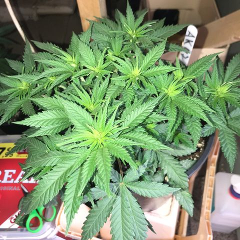 Sweet Lemon Ak #3 growlog photo: Vor dem entlauben 