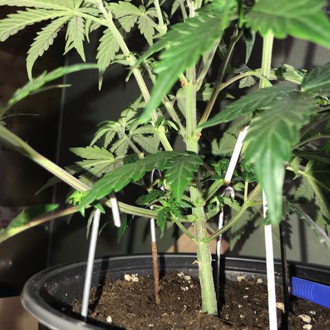 Do- Si- Dos #3 growlog photo: Nach dem Toppen