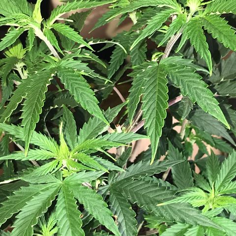 Do- Si- Dos #1 growlog photo: Vor dem Topping und entlauben 