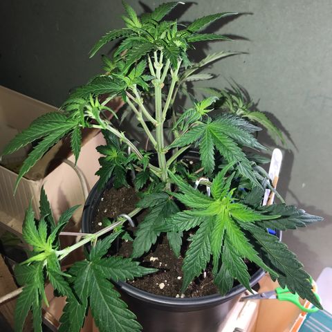 Do- Si- Dos #3 growlog photo: Nach dem Toppen