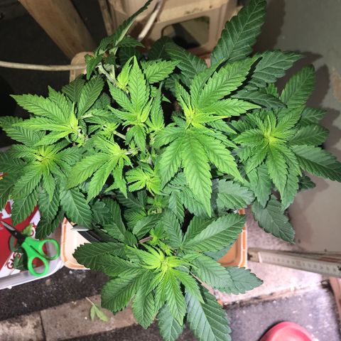 Sweet Lemon Ak #2 growlog timeline photo