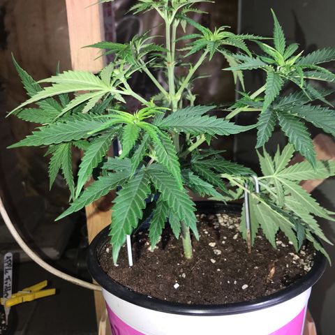 Sweet Lemon Ak #1 growlog photo: Nach dem Entlauben 
